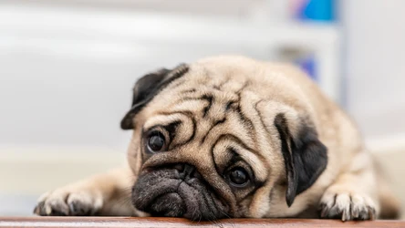 Choć wiele osób uważa psy z płaskimi pyskami za wyjątkowo słodkie, to prawda jest jednak bolesna - rasy brachycefaliczne są skazane na różnego rodzaju choroby i schorzenia (głównie układu oddechowego) znacznie częściej niż inne psy