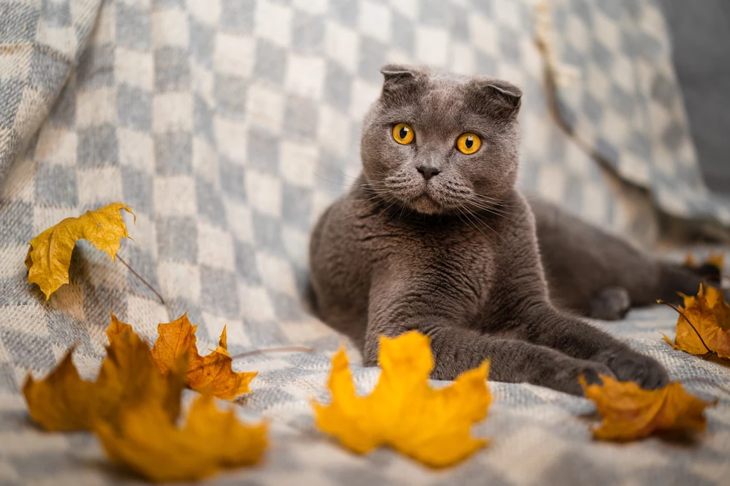 Holenderski rząd chce zakazać nie tylko psów ze spłaszczonymi pyskami, ale także kotów z "oklapniętymi" uszami, takich jak rasa scottish fold