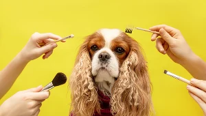 Gdy pies staje się "psieckiem". Weterynarze ostrzegają