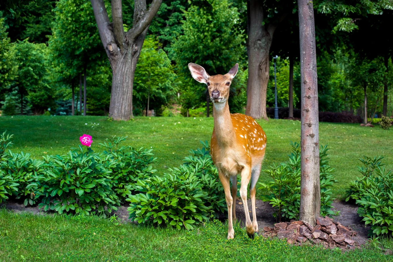 Zadbaj o ochronę swoich roślin w ogrodzie przed dzikimi zwierzętami