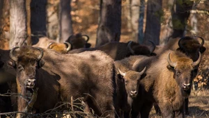 Mówił, że pomylił go z dzikiem, ale to nieprawda. Padły wyroki za zabicie żubra w 2019 r.