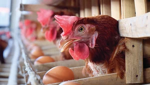 Brakuje jajek? Ludzie w Nowej Zelandii kupują własne kury 