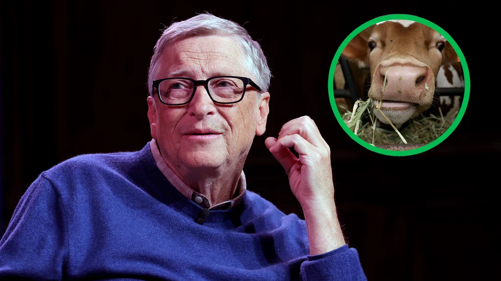 Firma, której założycielem jest Bill Gates została jednym z głównych inwestorów australijskiego startupu opracowującego suplement diety zmniejszający emisję gazów wytwarzanych przez zwierzęta hodowlane 