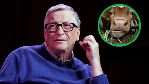 Bill Gates zainwestował w startup, który chce ograniczyć beknięcia krów