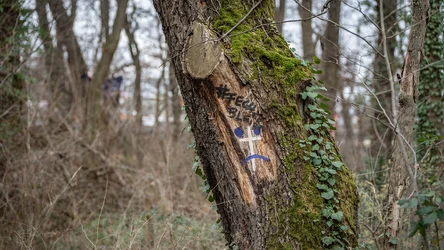 Niemieckie lasy są w złym stanie. Jednym z powodów są zmiany klimatyczne oraz intensywna wycinka. Na zdjęciu las we Frankfurcie nad Menem