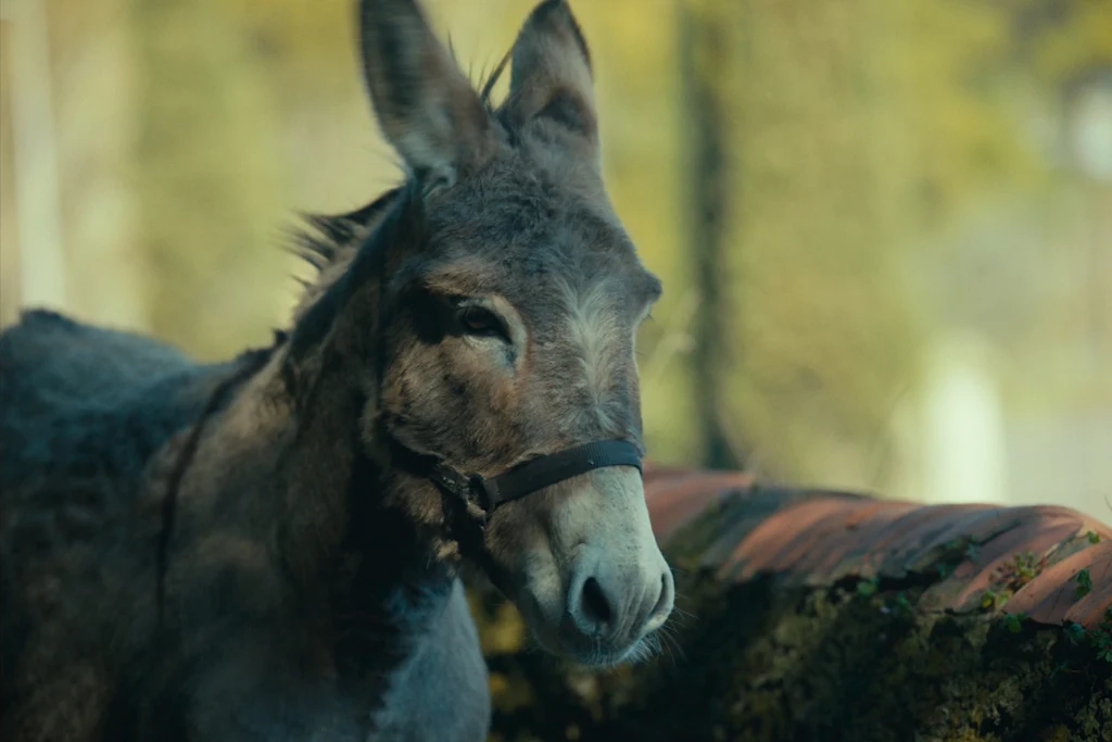 Kadr z filmu Jerzego Skolimowskiego "IO" (2022) Kadr z filmu Jerzego Skolimowskiego "IO" (2022)