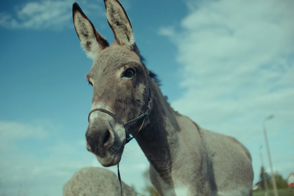 Kadr z filmu Jerzego Skolimowskiego "IO" (2022) Kadr z filmu Jerzego Skolimowskiego "IO" (2022)