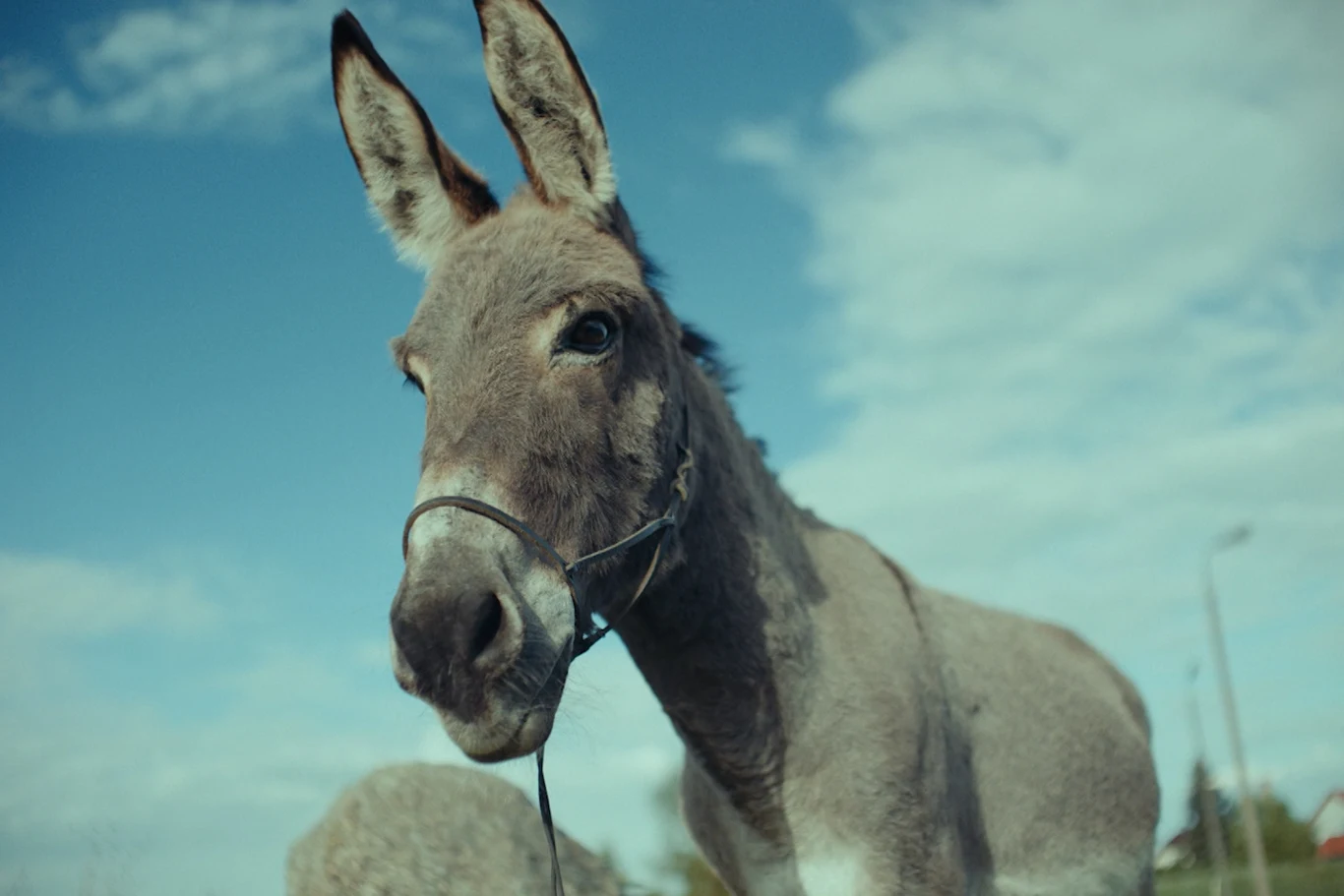 Kadr z filmu Jerzego Skolimowskiego "IO" (2022) Kadr z filmu Jerzego Skolimowskiego "IO" (2022)