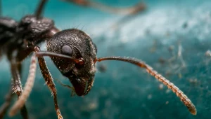 Nowoodkryta skamielina królowej mrówek może wywrócić obowiązującą do tej pory hipotezę