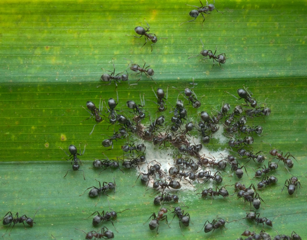Cynamon skutecznie odstraszy mrówki