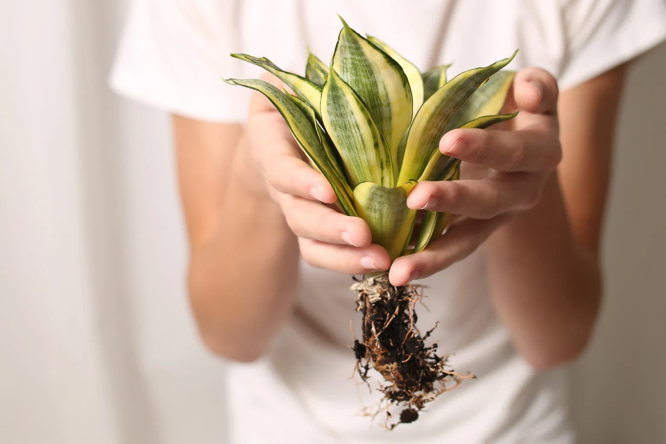 Sproszkowany cynamon wspomaga ukorzenianie się roślin Sproszkowany cynamon wspomaga ukorzenianie się roślin