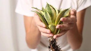 Zrób to po wysiewie nasion. Sadzonki będą mniej podatne na choroby