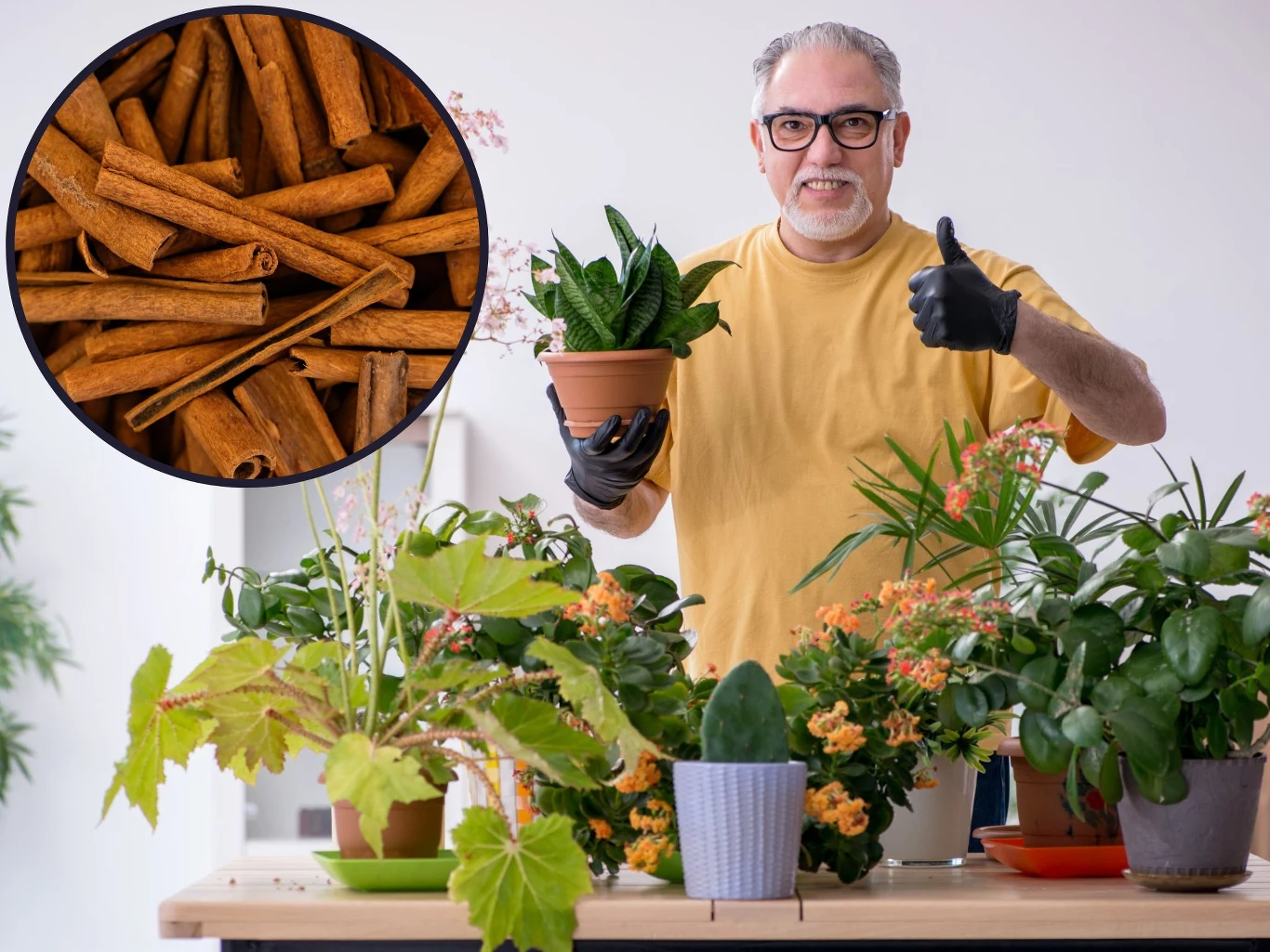 Cynamon wzmocni uprawiane w ogrodzie rośliny Cynamon wzmocni uprawiane w ogrodzie rośliny