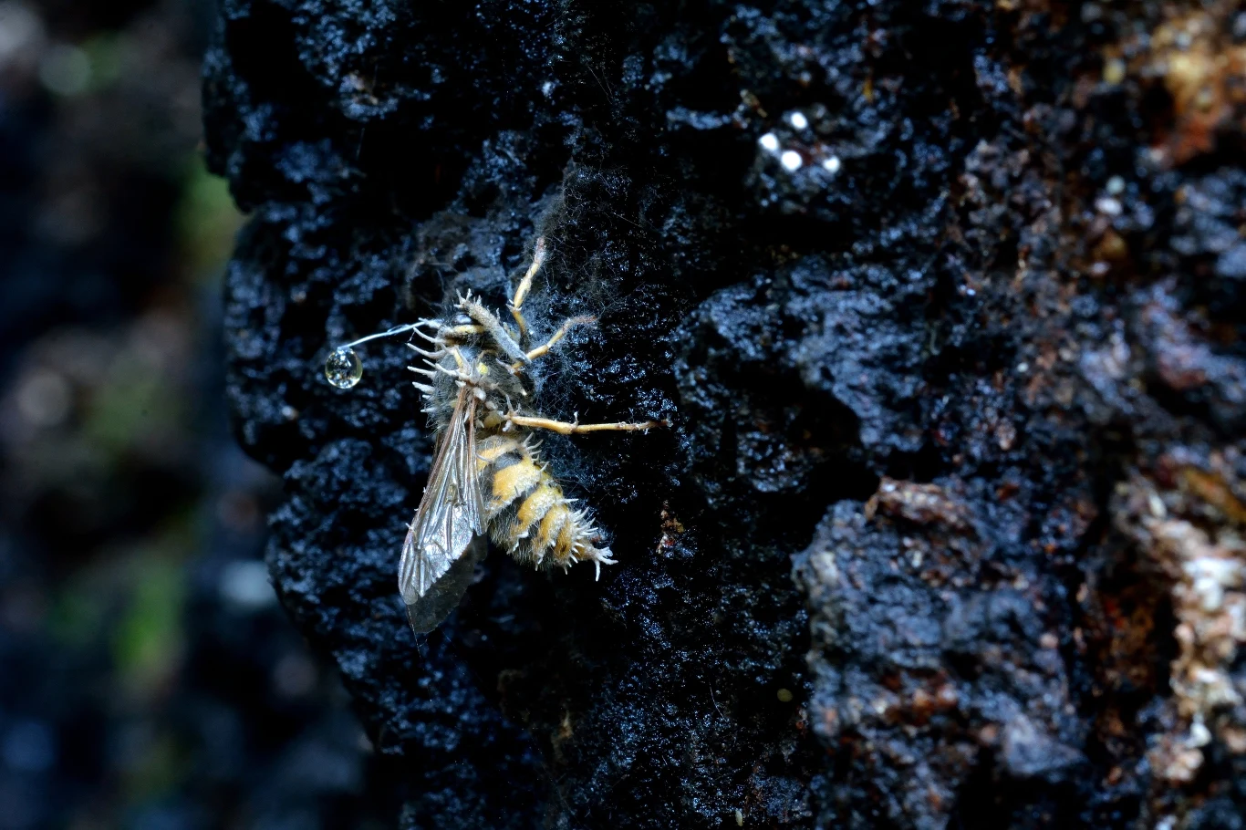 Zainfekowana maczużnikiem osa