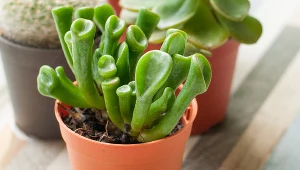 Postaw na parapecie. "Uszy Shreka" mają przyciągać pieniądze do domu