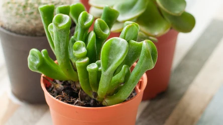 Grubosz Hobbit (Crassula Ovata Hobbit) to roślina, która przypomina Uszy Shreka. Niektórzy wierzą, że przyciąga pieniądze