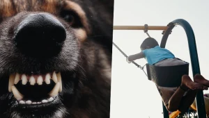 Spuszczony z łańcucha pies zaatakował 9-latka