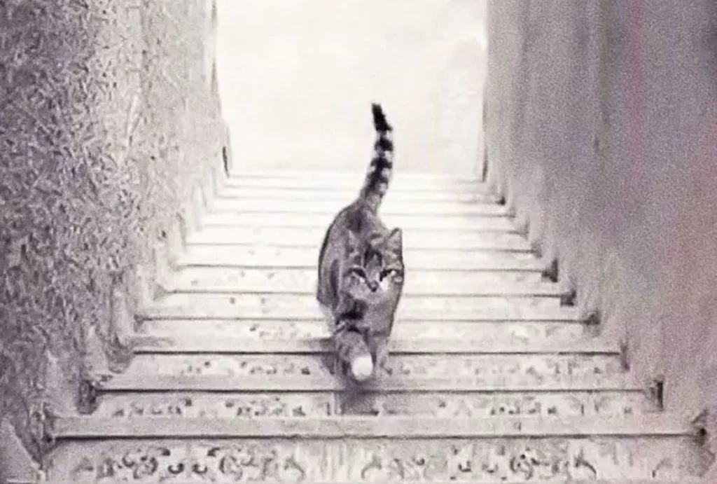 Czy ten kot idzie w górę czy w dół?