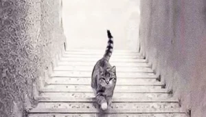 Kot idzie w górę czy w dół? To, co tu widzisz powie o tobie wiele