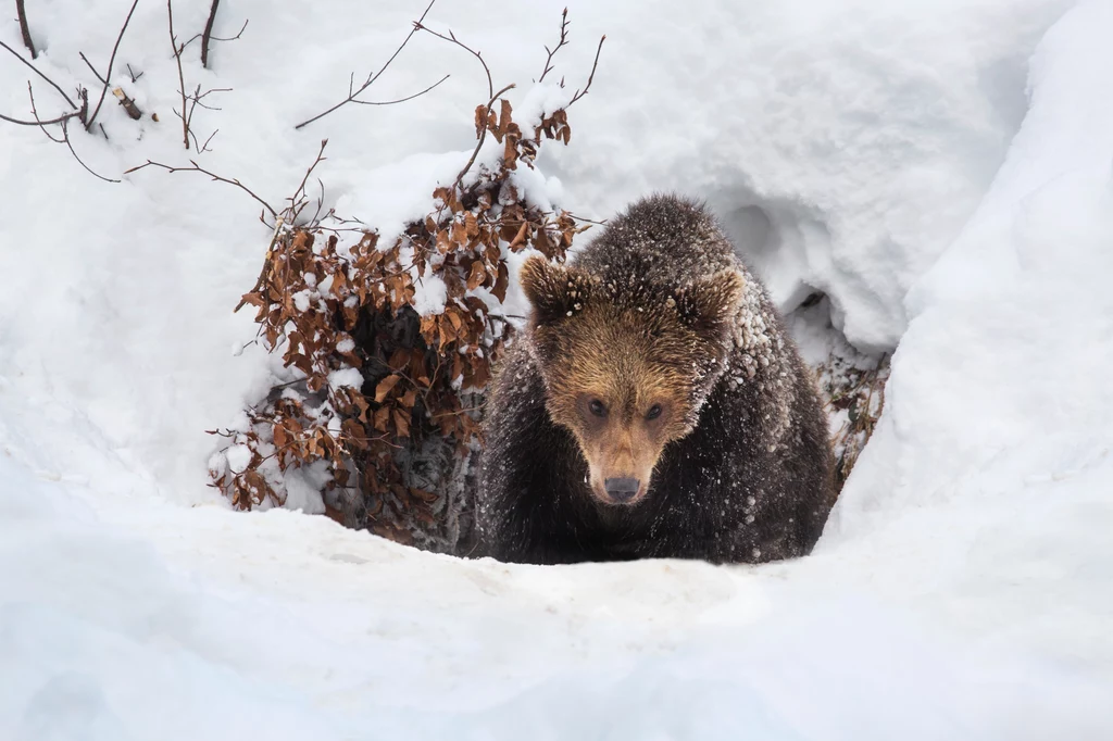 Leśnicy z Bieszczad przypominają, że niedźwiedzie mogą wybudzać się ze snu zimowego. Niektóre w ogóle nie poszły jeszcze spać. "Uważajcie na siebie" - przestrzegają turystów (zdj. ilustracyjne)