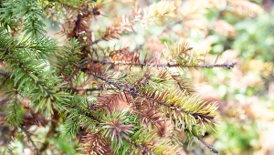 Pamiętaj, by wykonać ten oprysk w kwietniu. Ochronisz iglaki przed chorobą 