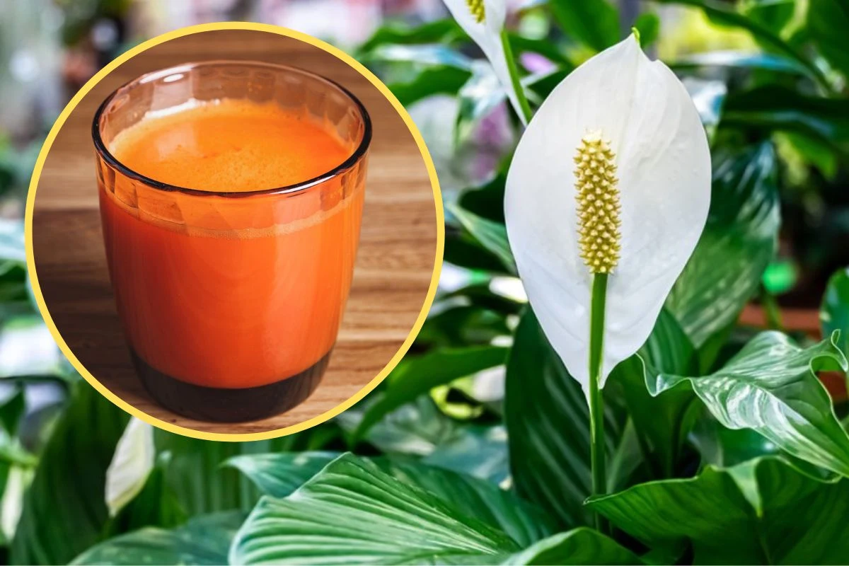Stwórz organiczny nawóz, który pobudzi skrzydłokwiaty do kwitnienia Stwórz organiczny nawóz, który pobudzi skrzydłokwiaty do kwitnienia