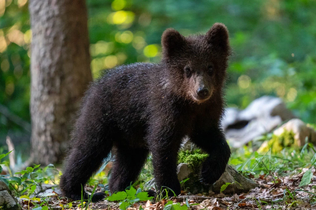 Małe niedźwiadki można spotkać często w polskich Tatrach. Należy jednak uważać na ich matkę