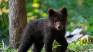 Małe niedźwiadki można spotkać często w polskich Tatrach. Należy jednak uważać na ich matkę