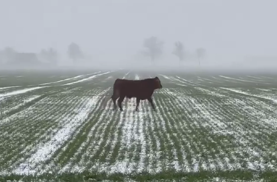 Stado byków uciekło z jednego z gospodarstw rolnych. Policja apeluje o ostrożność Stado byków uciekło z jednego z gospodarstw rolnych. Policja apeluje o ostrożność
