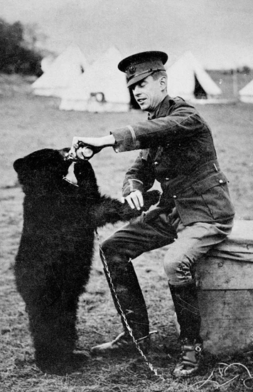 Niedźwiedzica Winnipeg trafiła do Anglii z Kanady. To właśnie na jej cześć Christopher Robin Milne nazwał swojego pluszowego misia, który stał się pierwowzorem Kubusia Puchatka (ang. Winnie-the-Pooh)