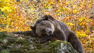 Stary niedźwiedź mocno śpi? Jego sen zimowy jest inny niż nam się wydaje
