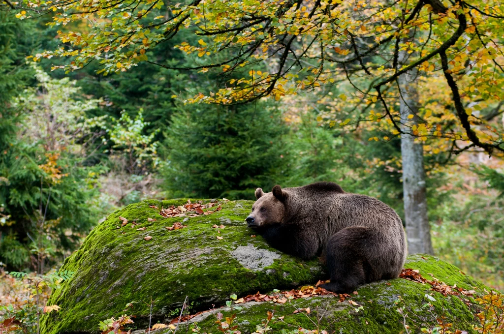 Przygotowania niedźwiedzi do snu zimowego zaczynają się już wczesną jesienią