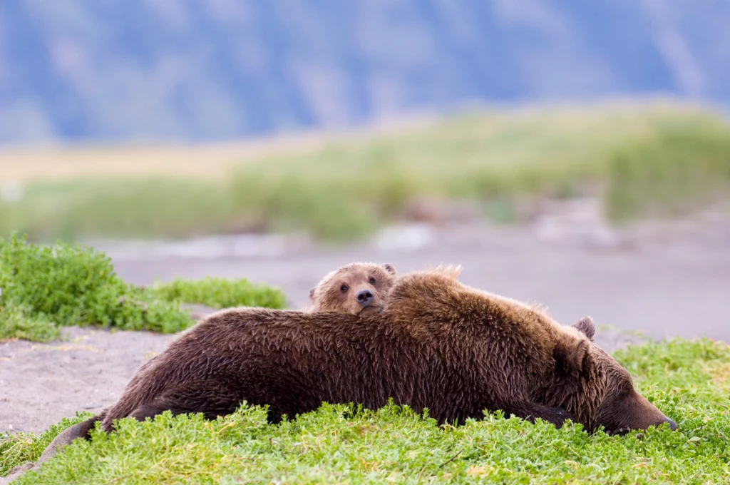 Niewiele osób zdaje sobie sprawę z tego, że niedźwiedzie mogą się łatwo wybudzać ze snu zimowego. Samice w okresie hibernacji mogą nawet rodzić młode 