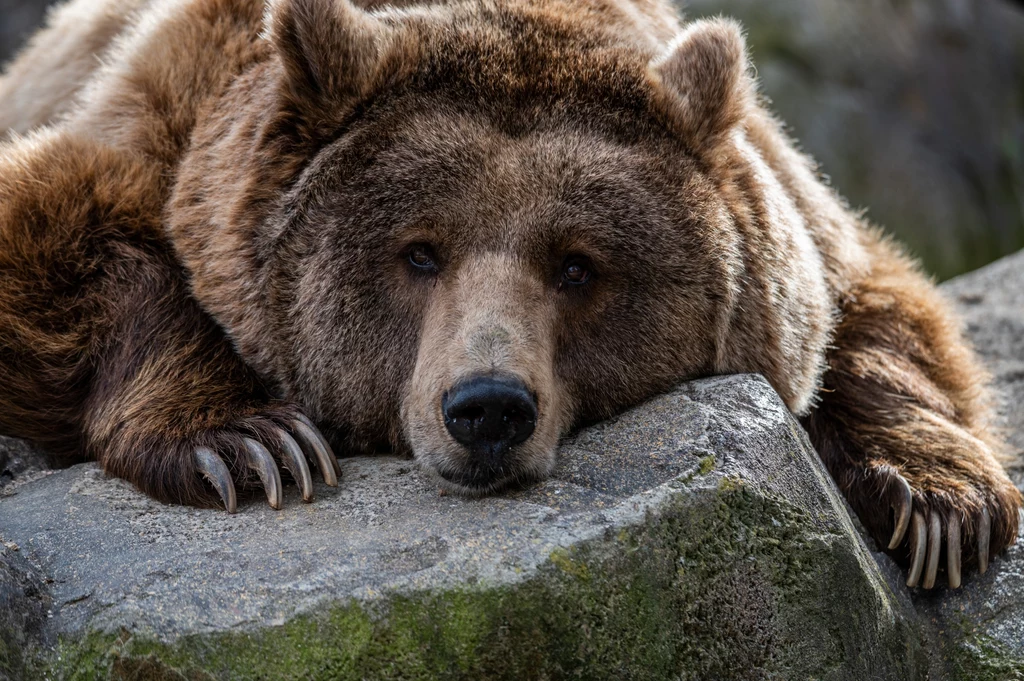 Zimą w lesie musimy być bardzo ostrożni, bo niedźwiedzie mogą się stosunkowo łatwo wybudzać ze snu zimowego
