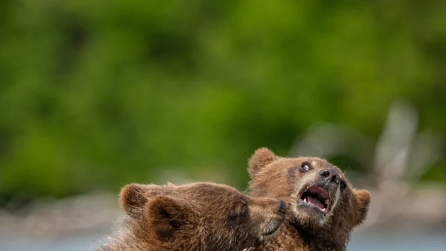 Największy polski quiz wiedzy o niedźwiedziach