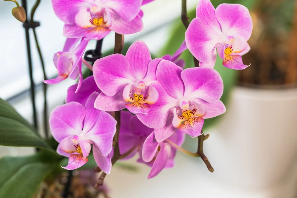 Zadbaj o orchideę, a odwdzięczy się pięknymi kwiatami