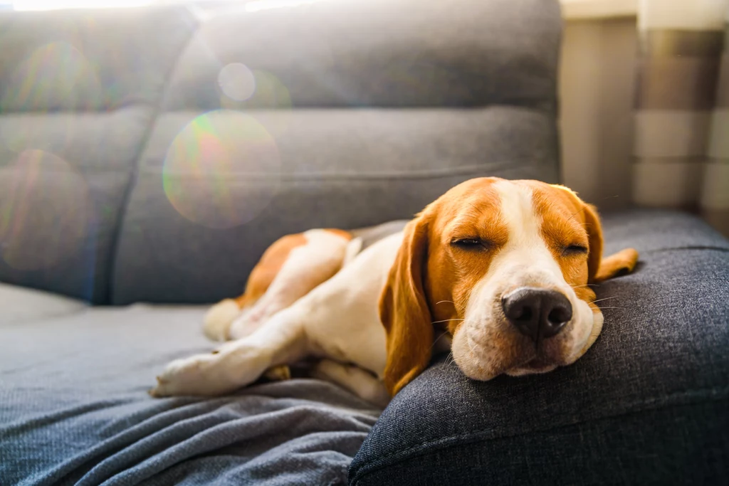 Pozycja snu psa wiele mówi nie tylko o jego samopoczuciu, ale też o poczuciu bezpieczeństwa "w stadzie"