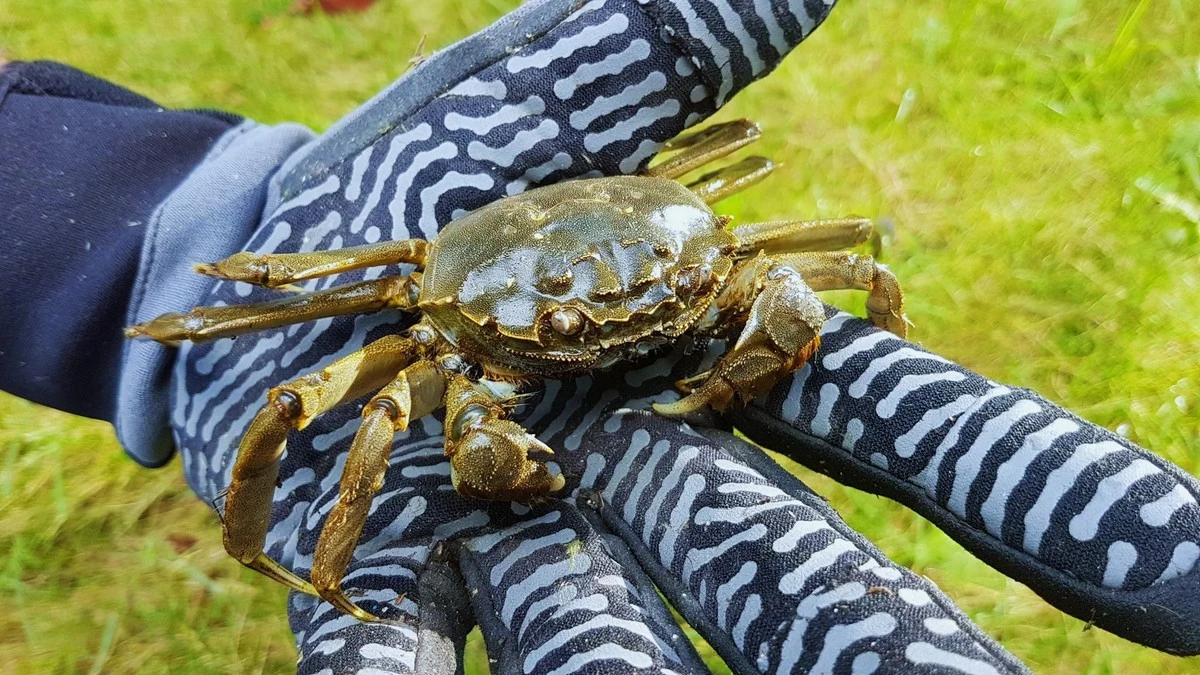 Krab wełnistoręki