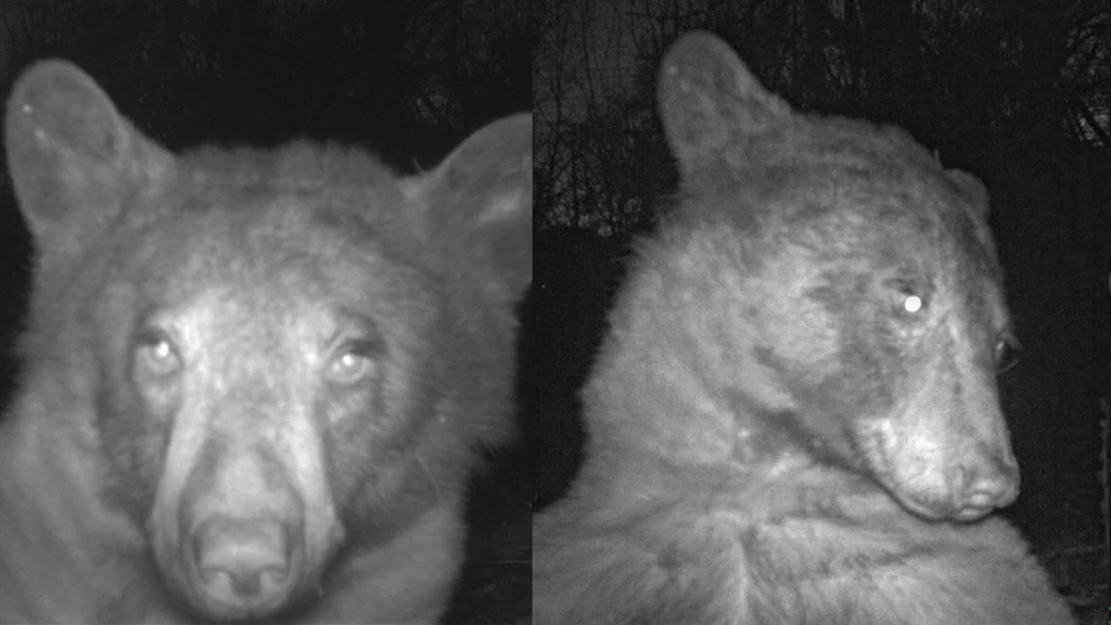 To prawdziwa królowa selfie. Niedźwiedzica żyjąca w lasach Kolorado w USA aż 400 razy uruchomiła fotopułapkę, która robi zdjęcia dzikim zwierzętom w okolicach miasta Boulder. Internauci zachwalają jej urodę