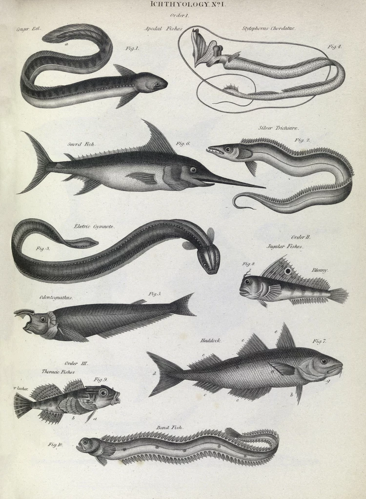 Ilustracja ryb z XIX w.