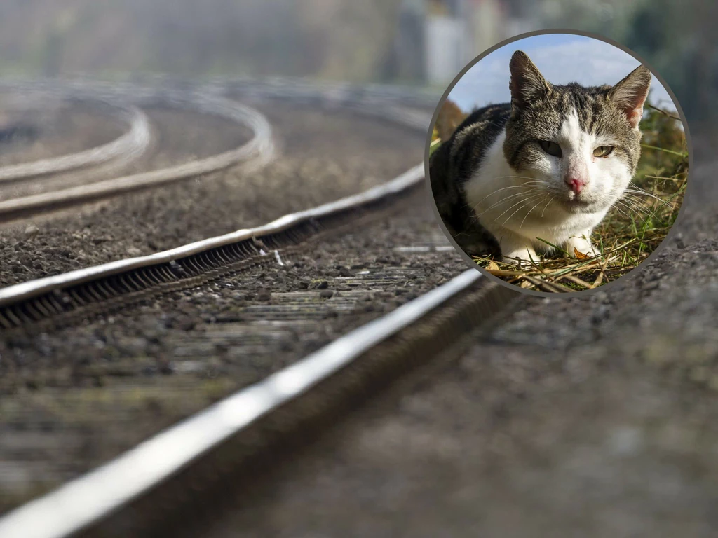 Kot został rozjechany przez pociąg