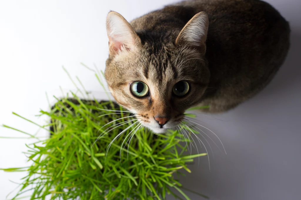 Warto usunąć z domu rośliny trujące dla kota, ponieważ mogą mu bardzo zaszkodzić. Jakie rośliny są bezpieczne dla zwierząt domowych?
