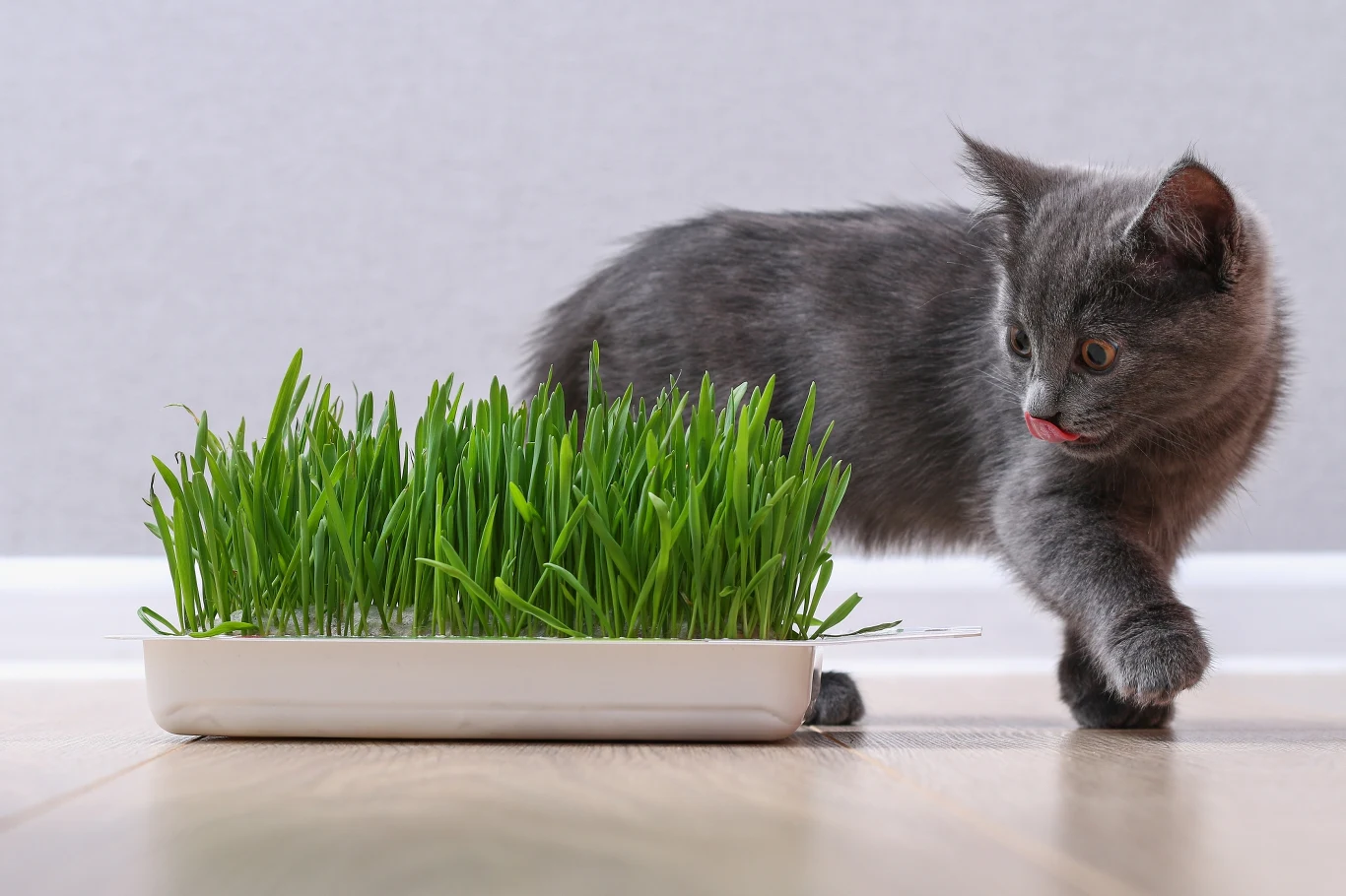 Koty lubią jeść trawę, więc podgryzają rośliny doniczkowe. Jakie są rośliny niebezpieczne dla kota? Koty lubią jeść trawę, więc podgryzają rośliny doniczkowe. Jakie są rośliny niebezpieczne dla kota?
