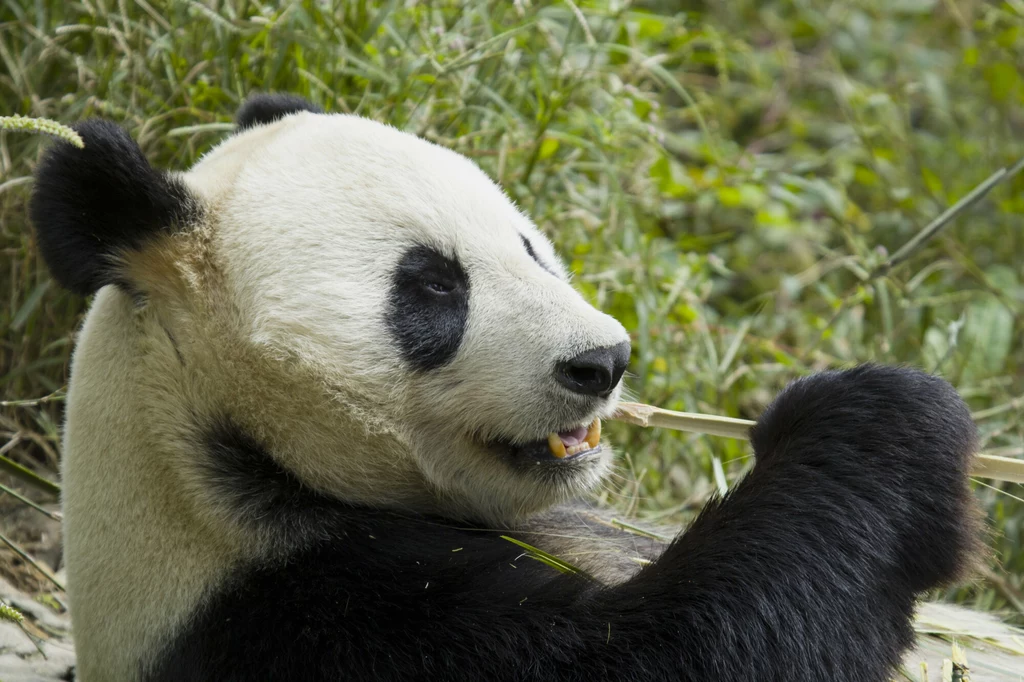 Pandy wrócą z Finlandii do Chin