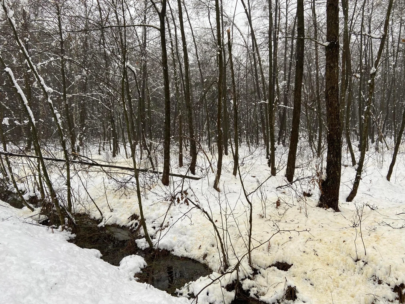 Żółty śnieg. Zdjęcie zostało zrobione w Puszczy Niepołomickiej Żółty śnieg. Zdjęcie zostało zrobione w Puszczy Niepołomickiej