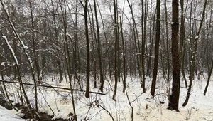 Nietypowe zjawisko w polskich lasach. Żółty śnieg to nie jest to, co myślisz 