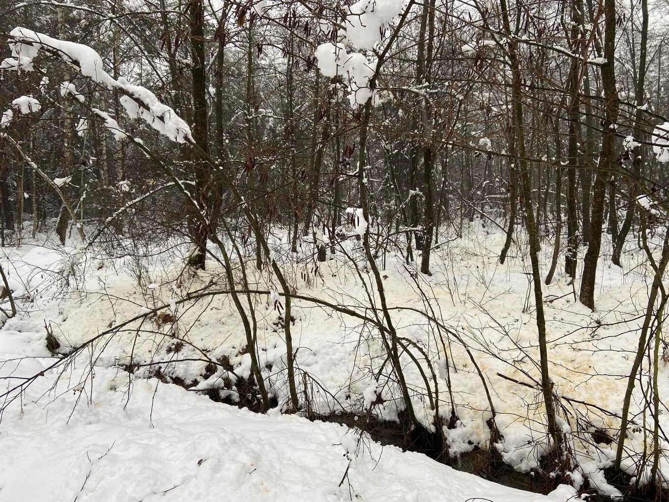 Największymi producentami żółtego śniegu są drzewa Największymi producentami żółtego śniegu są drzewa