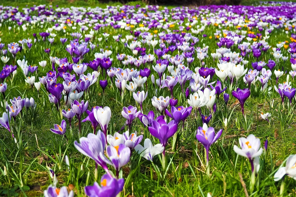 Krokusy są jednym z symboli wiosny. Ta meteorologiczna zaczyna się 1 marca, astronomiczna - 20 marca, a kalendarzowa - 21 marca.