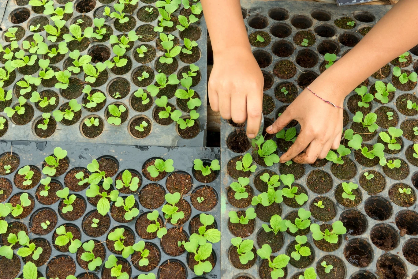 Pikowanie wzmacnia sadzonki