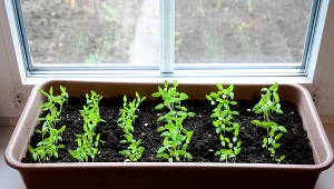 Rób to z rozsadami pomidorów, nim wsadzisz je do gruntu. Na początek godzina dziennie